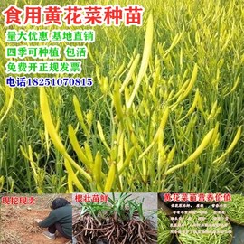 黄花菜种苗金针菜苗基地现挖直发高产食用黄花菜种植苗包活