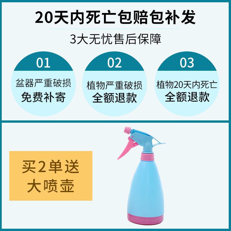 新客减绿萝发财树办公室内花卉盆栽多肉植物水培栀子花富贵竹小绿