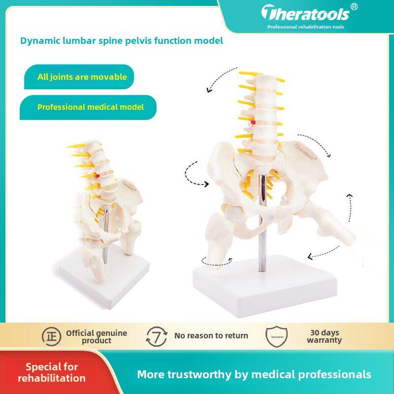 动态迷你女性骨盆模型关节可动孕产后康复theratools人体骨骼教具