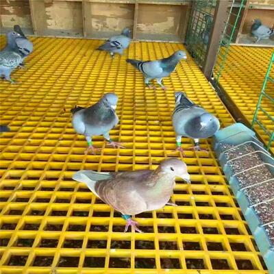 检玻璃钢格栅洗板光伏修走道地沟沟树篦子车房网水格养殖格MWE栅