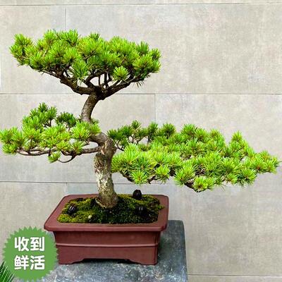 入户迎客五针松真树原生树苗小盆景造型老桩黑松矮霸一物一拍大树