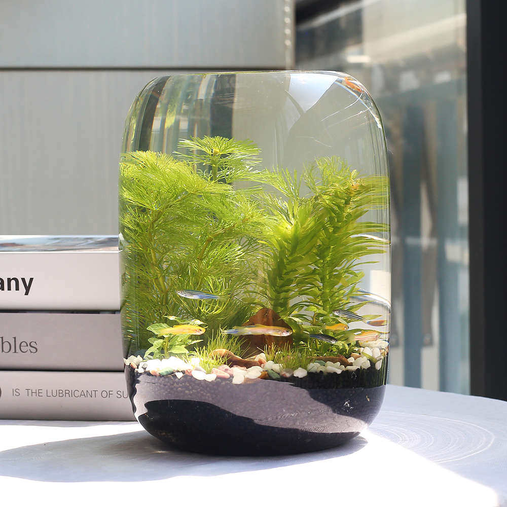 生态瓶微景观免换水diy科学作业材料玻璃办公桌面小鱼缸生态鱼缸,宠物/宠物食品及用品,生态瓶/创意缸/微景缸,淘宝优惠券,粉丝福利购,淘宝优惠卷