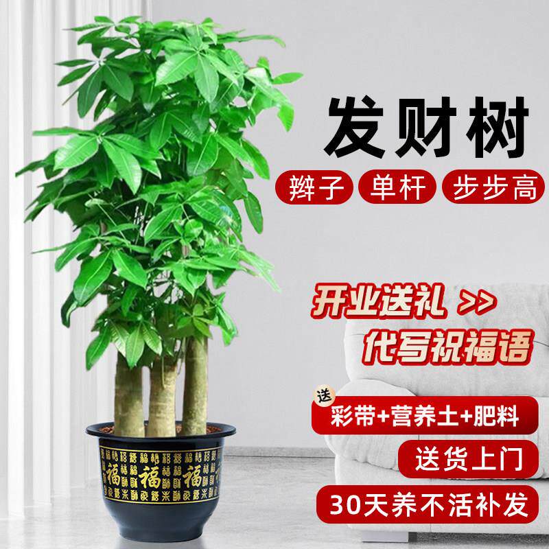 发财树客厅盆栽大棵旺宅室内办公室乔迁开业大型老桩步步高招财树