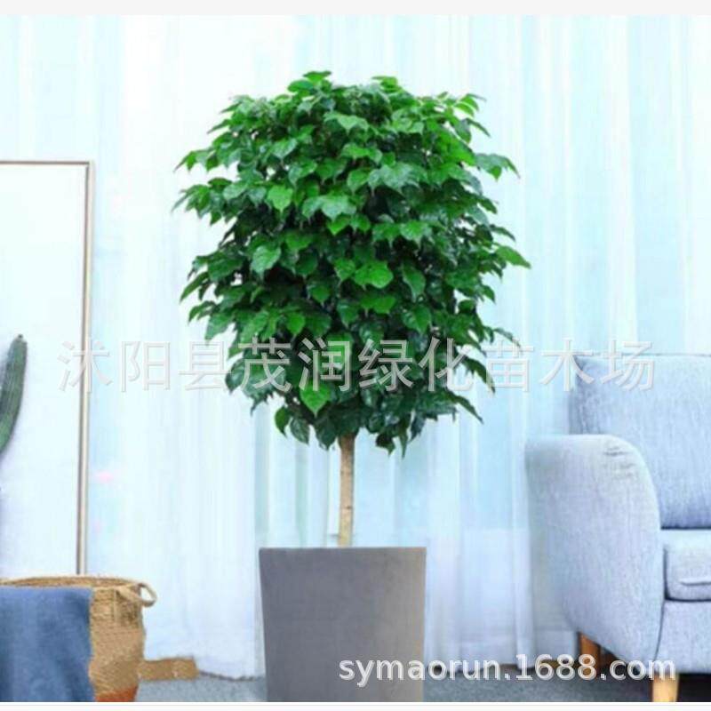幸福树盆栽大型绿植大幸福树客厅常青绿植花卉绿宝办公室植物