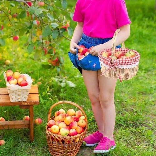 Gift Storage Basket Fruit Camping Blanket Bread Container