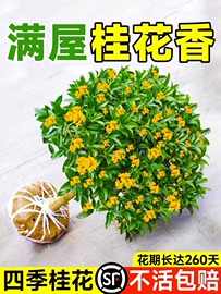 八月桂花树苗四季桂室内阳台盆栽金桂花苗室外庭院可食用花卉绿植