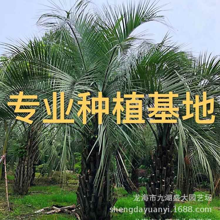 安徽布迪椰子报价福建棕榈布迪椰子价格江苏布迪椰子树