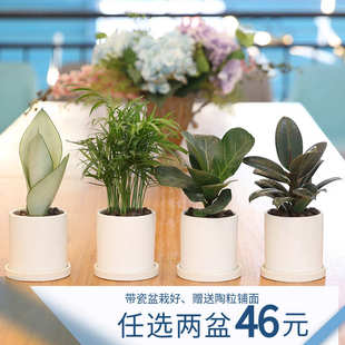 琴叶榕虎皮兰植物室内办公室桌面小盆栽发财树文竹椰树北欧风绿植