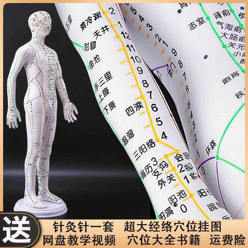 政河人体经络穴位模型人针灸穴位十二经络图扎针小皮人教学铜人