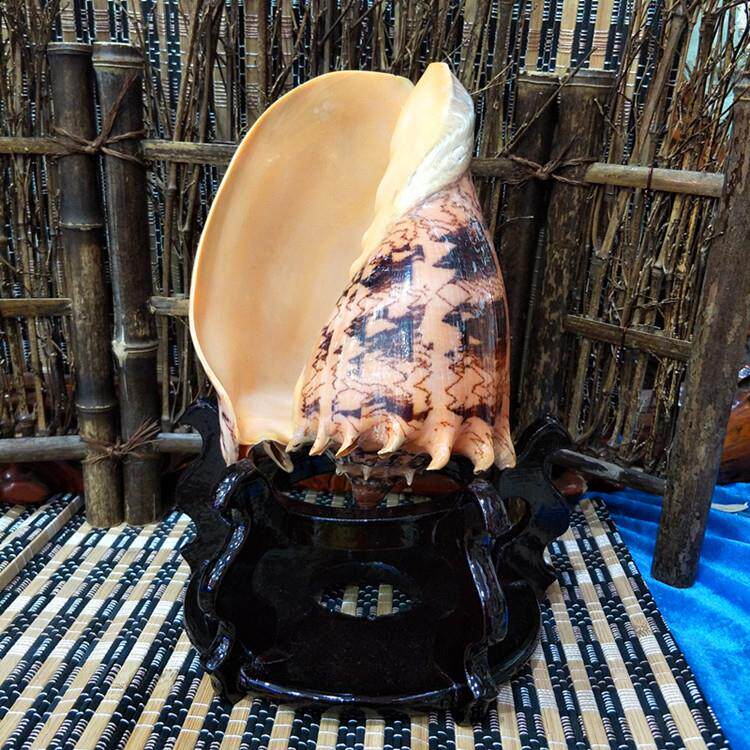 帝王螺天然大海螺贝壳家居办公摆件鱼缸水族箱造景收藏纪念品