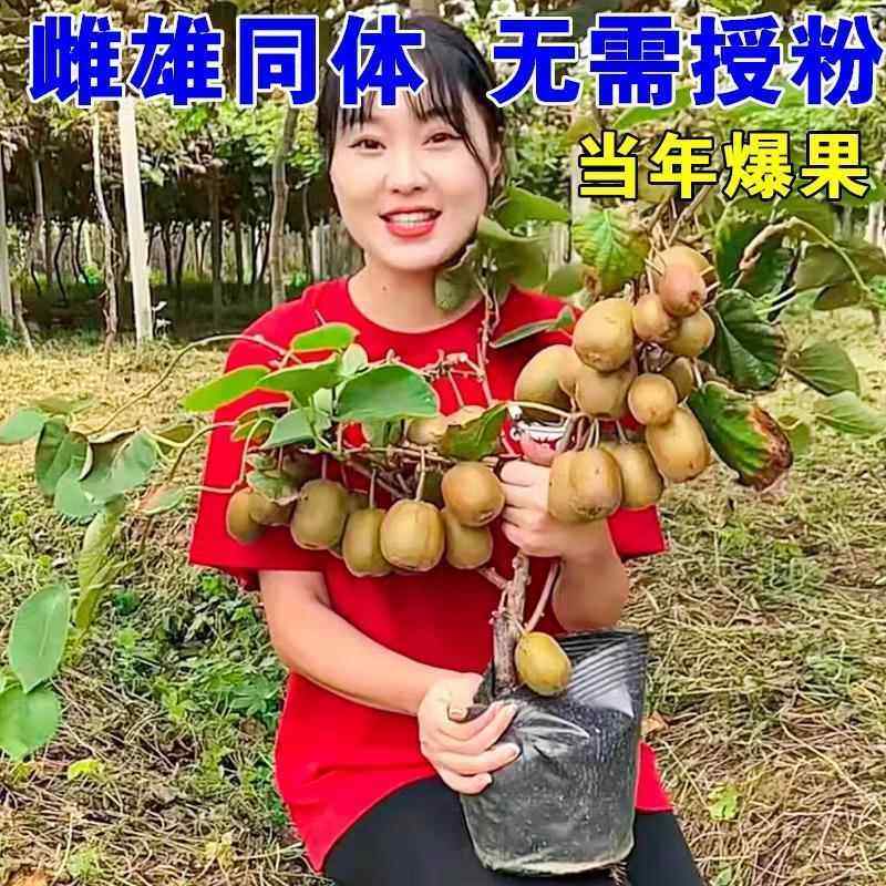 猕猴桃树果苗红心软枣徐香弥猴桃百变造型香皂