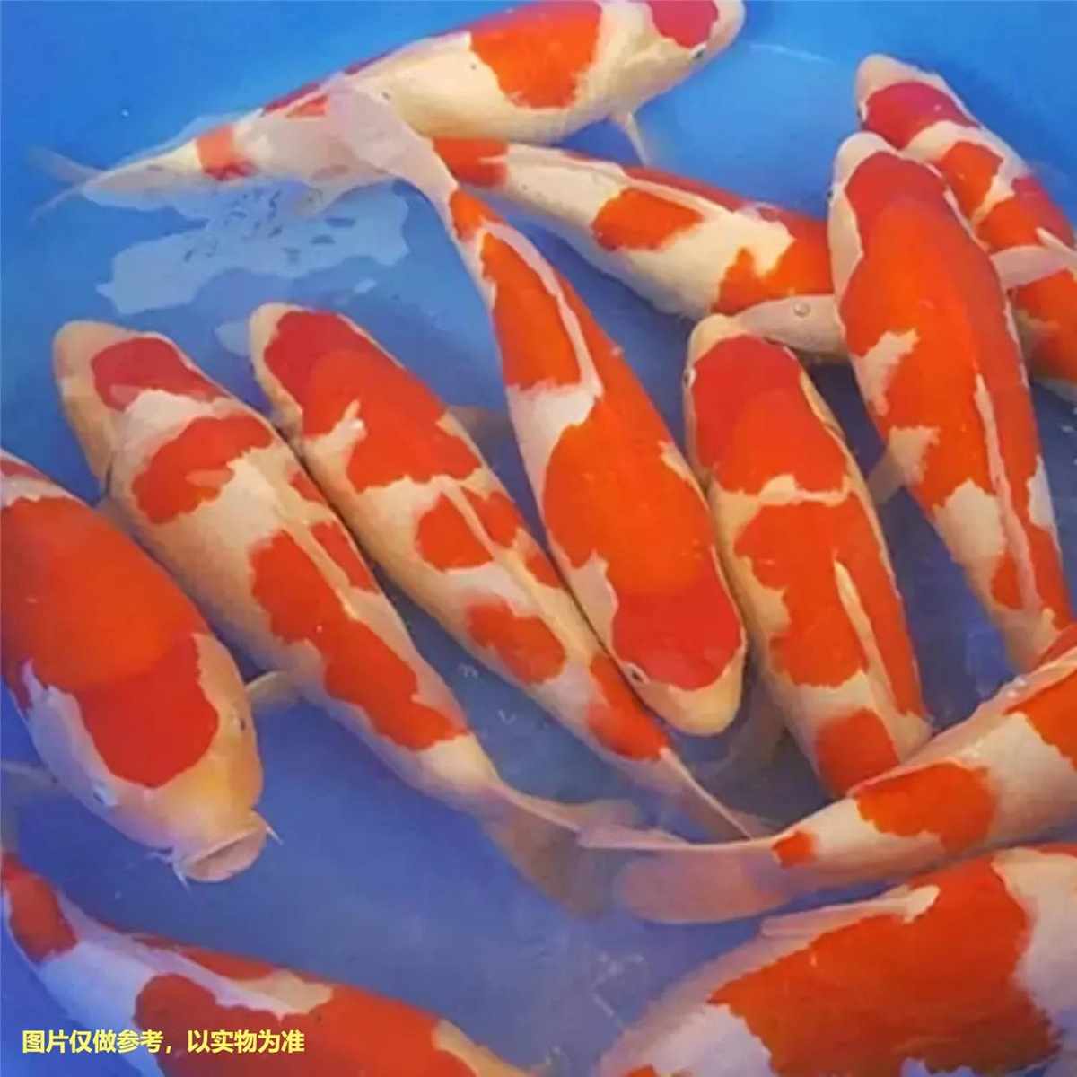 红白三色种观赏锦鲤活鱼大型高档冷水淡水金鱼易养耐活招财鱼苗