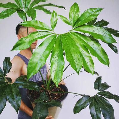 印第安羽毛蔓绿绒 philodendron goeldii 掌叶蔓绿绒 室内盆栽