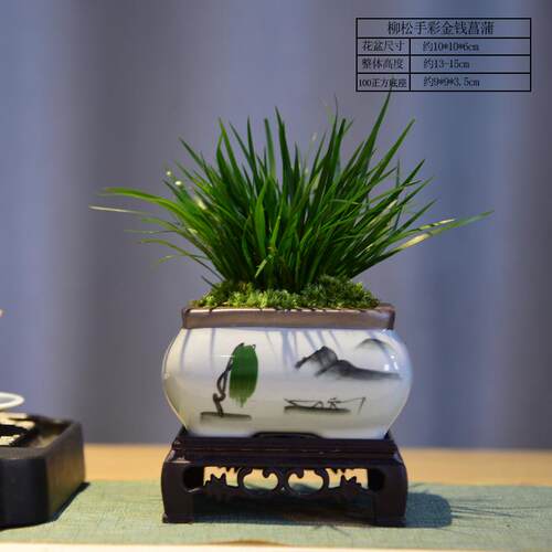 金桔盆栽桔子室内观果绿植年宵花喜庆盆景植物过年观赏摆件送礼