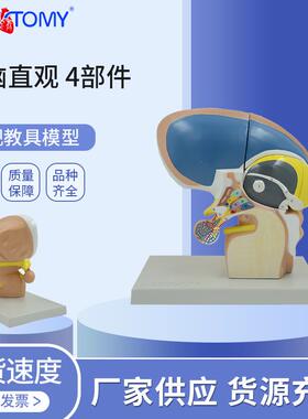 PNT-0620人体间脑模型丘脑模型4部件间脑直观大脑教学模型