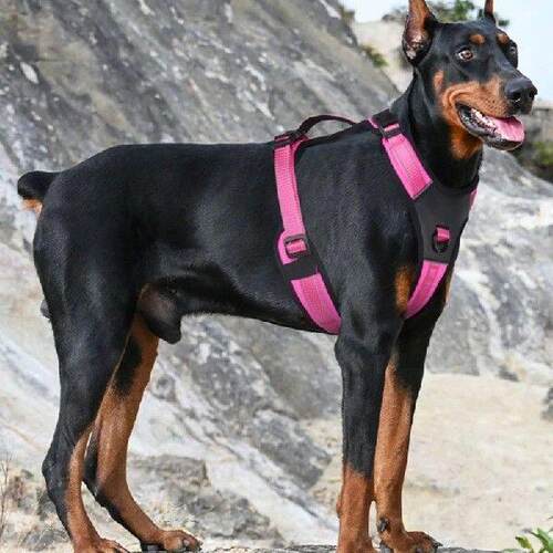 Comfortable Reflective Dog Chest and Shoulder Straps Ensure