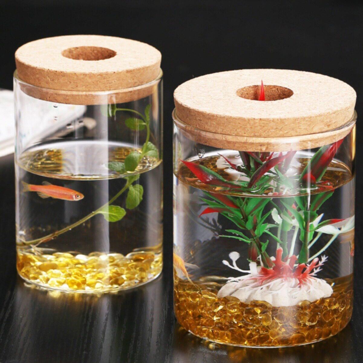 微景观海藻球生态水培绿色植物花桌面硼硅玻璃迷你摆件观景