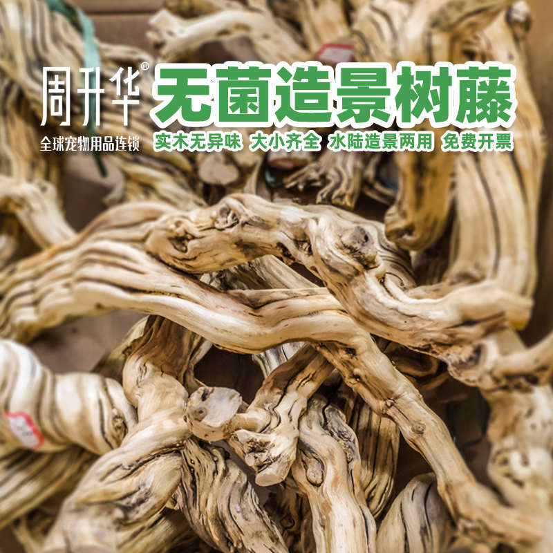 爬虫无菌藤木树藤造景缸植物树枝睫角守宫蛇蛙龟饲养箱造景蔓藤条