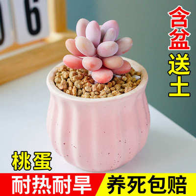 桃蛋单头多头多肉植物组合室内小盆栽带陶瓷花盆土老桩懒人好养活