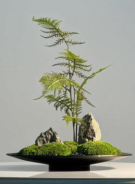 中式餐桌中间景观插花彷真绿色植物摆件饭厅彷真文竹永生青苔桌面
