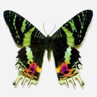 太阳蛾月亮蛾真蝴蝶标本原蝶未展翅小蓝闪蝶水晶玫瑰真虫创意DIY