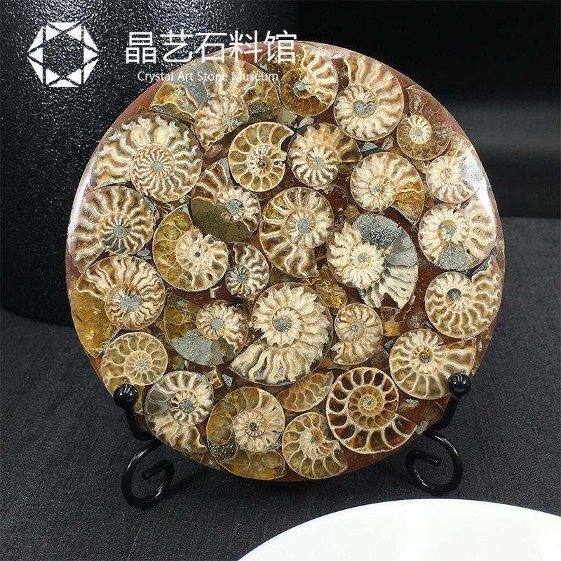 天然马达加斯加菊石螺盘化石摆件化石切片家居卧室桌面摆件装饰