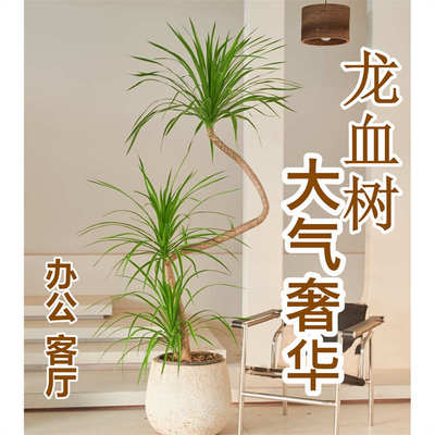 龙须树大型绿植多头黑珍珠龙血树龙铁树室内办公客厅盆栽花卉植物