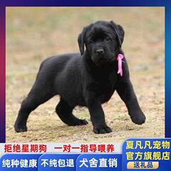 拉布拉多犬幼犬纯种双血统高智商大型犬宠物狗活物真狗奶白色