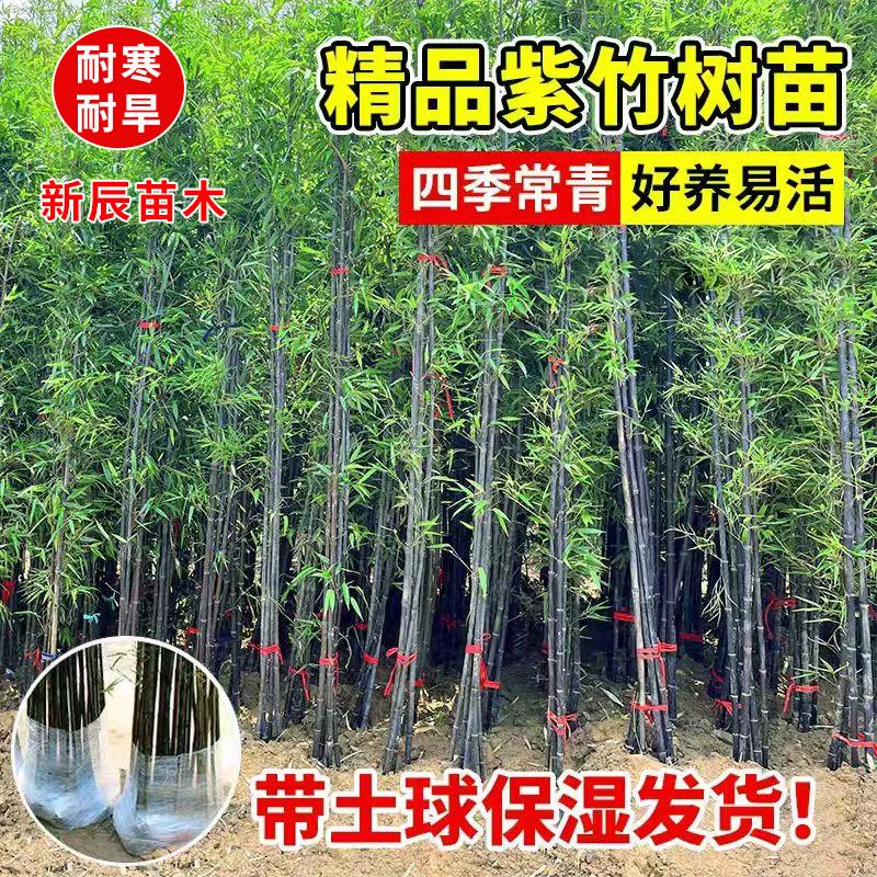 四季常青紫竹盆栽 耐寒易养观叶竹类植物 庭院地栽竹子苗