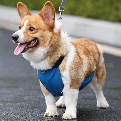Pet Clothing Waterproof Dog Bellyband with Fastener Tape