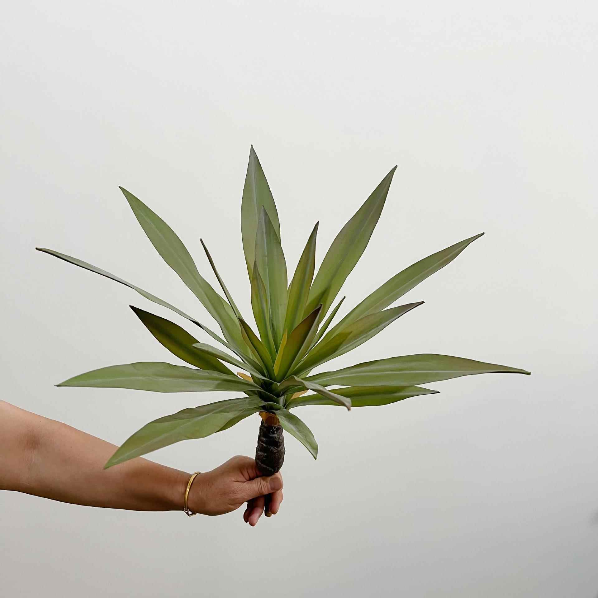 含阳 热带沙漠植物沙生植物造景仿真植物24叶龙舌兰橱窗绿 枝造景