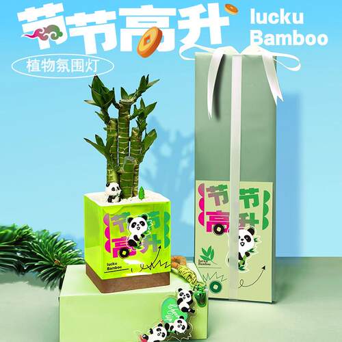 青松创意植物礼盒富贵竹发财树办公室 桌面盆栽绿植 情绪稳定礼物