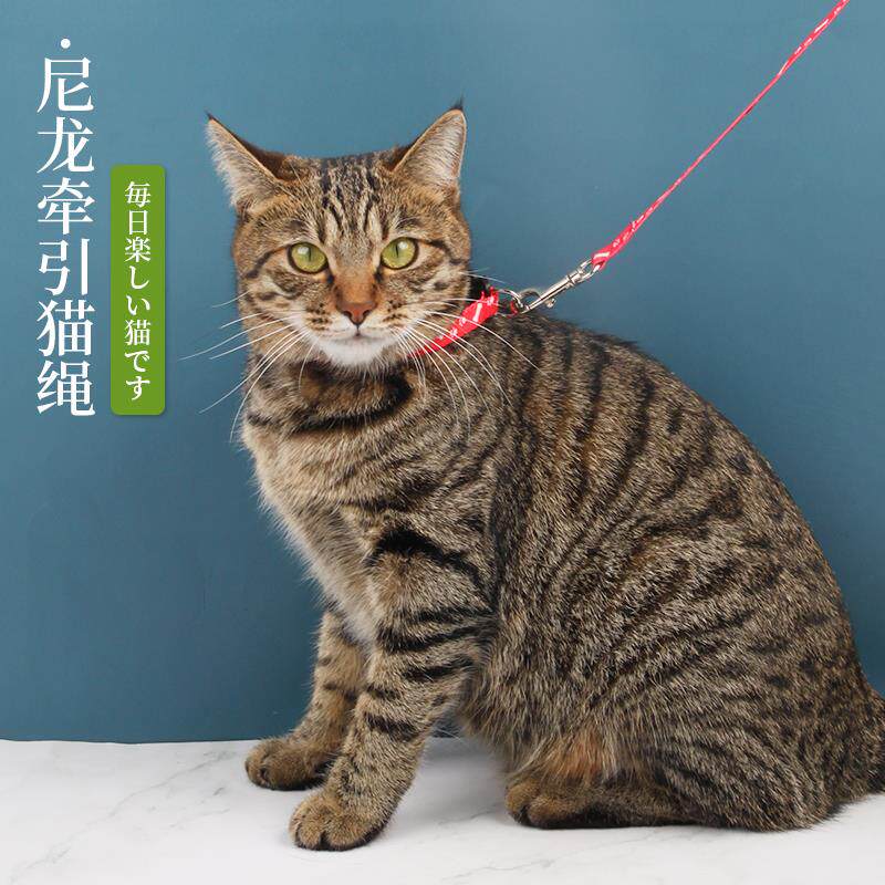 猫咪牵引绳防挣脱遛猫绳溜猫绳子专用家用炼子神器套脖式外出炼牵