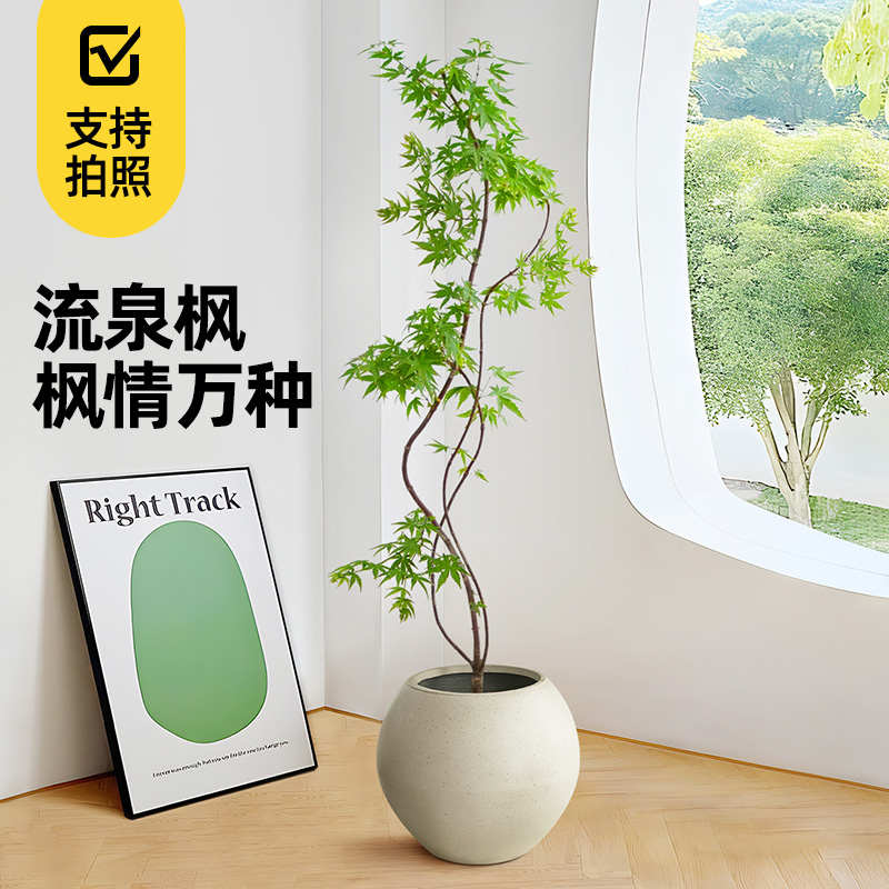 流泉枫盆栽造型盆景室内植物观叶好养日本枫树苗网红客厅落地绿植