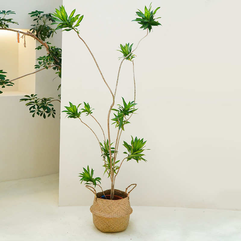 造型百合竹大型绿植盆栽室内办公室大棵客厅落地植物花卉阳台真花