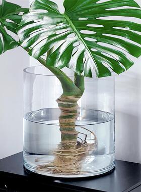龟背竹花瓶水培器皿玻璃透明大口径宽口特大号超大敞口阔口广口