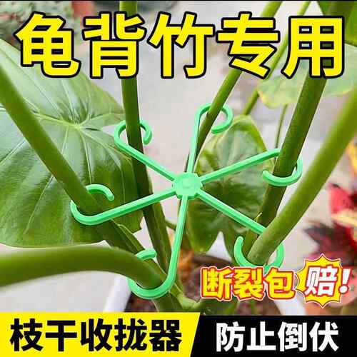 龟背竹支撑杆植物水培固定防倒伏花卉支撑架花架枝干收拢架定神器
