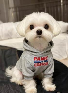 马尔济斯专用衣服比熊狗狗秋冬季装冬天款保暖连帽过冬卫衣小体犬