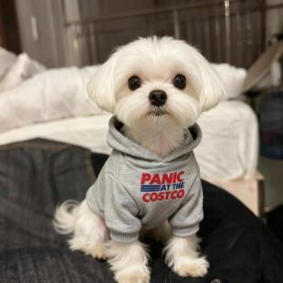 马尔济斯专用衣服比熊狗狗秋冬季装冬天款保暖连帽过冬卫衣小体犬