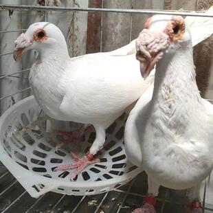 大鼻子观赏鸽开花大鼻子鸽子白大鼻子紫大鼻子黑大鼻子瓦灰大鼻子