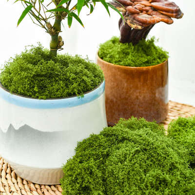 仿生盆景苔藓摆件景观造假布置铺面造景盆栽青苔草坪人仿真草皮微