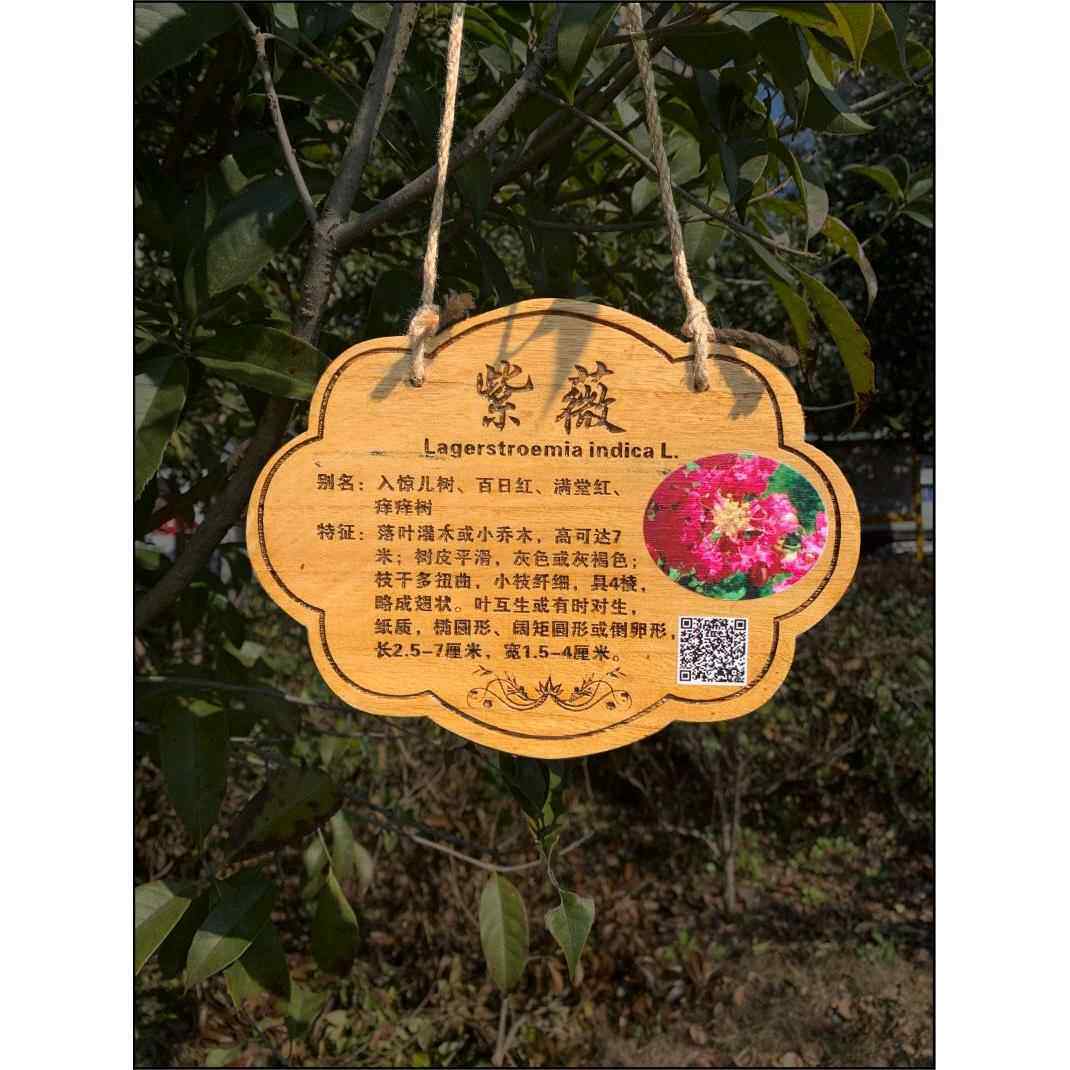 ZQ植树节树木挂牌花木介绍牌植物品名吊牌幼儿园认养防腐标识牌