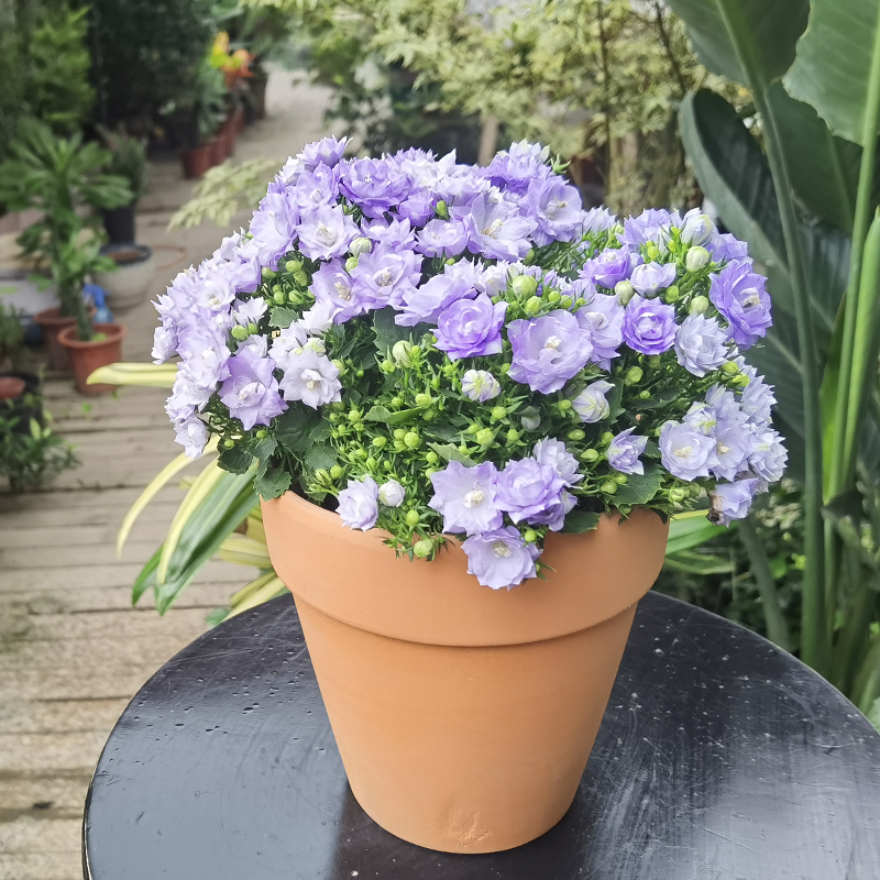 重庆紫色丹麦风铃花室内阳台四季开花植物盆栽易养活带花绿植
