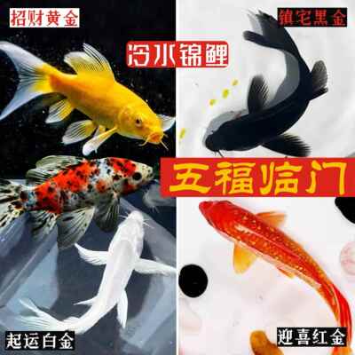 罕见小鱼耐活好养冷水鱼易活观赏鱼锦鲤鱼活鱼纯种招财鱼冷水好养