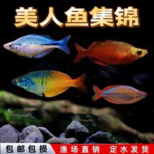 电光美人鱼石美人刚果美人蓝美人电光球热带观赏鱼闯缸热带鱼活体