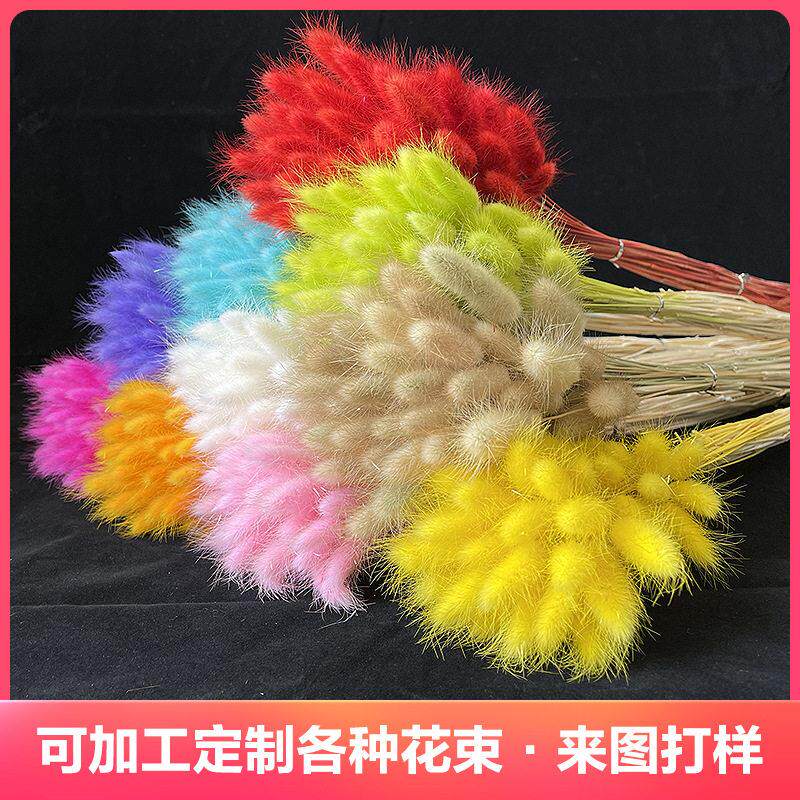 兔尾草干花花束 真花永生花狗尾巴草 兔尾草家居装饰拍摄道具