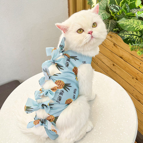 宠物猫手术后绝育用药断奶生理裤