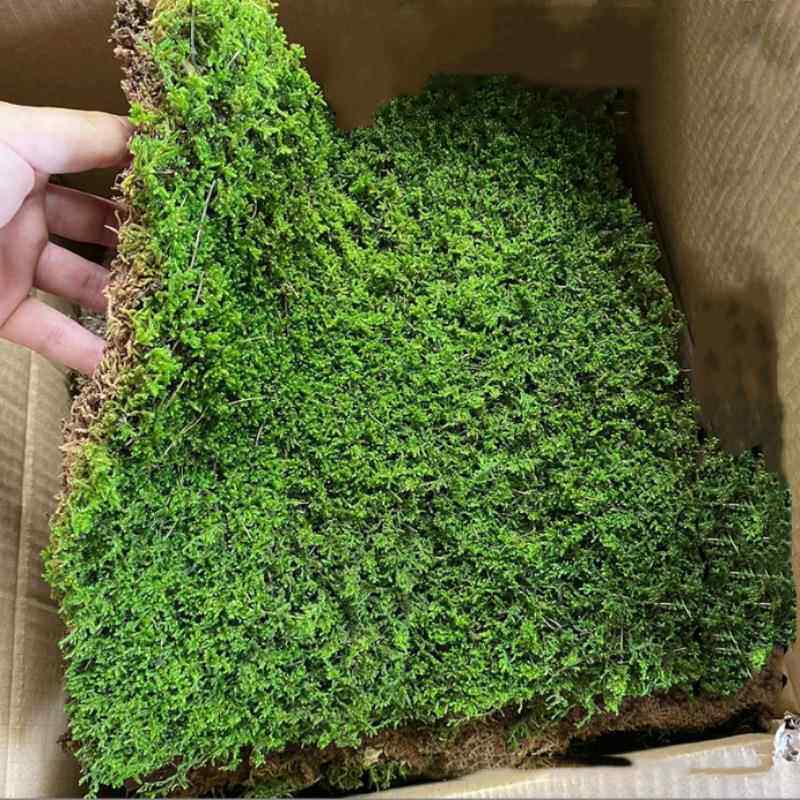 苔鲜活白发藓大灰VFY藓院青鲜生态藓瓶藓微景苔观草坪植物地毯庭