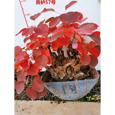 黄栌盆景自然老桩古怪桩熟桩热卖北京香山红叶树桩冬季耐寒实物