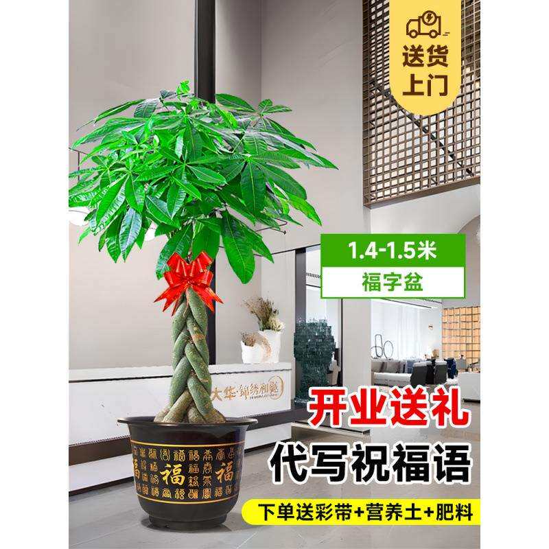 五福五杆步步高发财树室内客厅大盆栽大棵大型落地摆放植物办公室